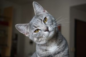 Kattenblog voor kattenliefhebbers