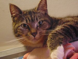 Scheidingsangst bij katten 