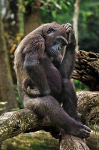 Verwachtingen en monkey mind. We zouden geen verwachtingen moeten hebben, maar we hebben ze wel. Hoe spiritueel we ook denken te zijn en onthecht te zijn van verwachtingen. De tegenstrijdigheid hierbij is de toekomst te willen kennen. monkey-mind is 