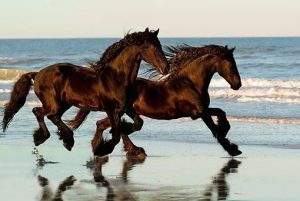paarden fluisteraar