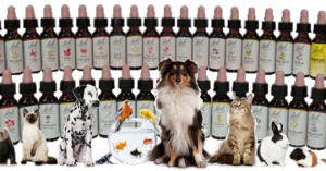 Alternatieve geneeswijzen voor dieren 