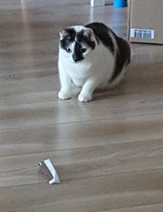 Katten die jatten 