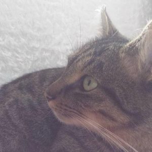 Kattenweetjes en kattenoren