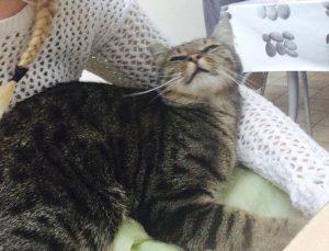 poes mieke