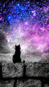 Dierenblog.  Thema Vermist