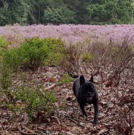 Waarom houden wij zoveel van honden